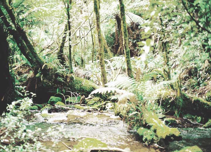 Incorporation extinguishes criminal liability for environmental crime