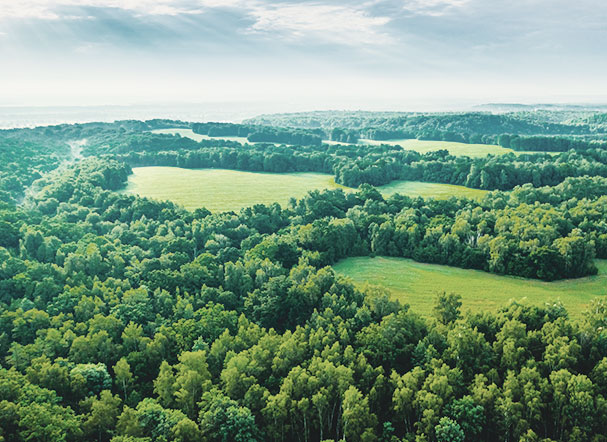 Imagem with trees and blue sky with cloud